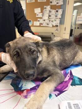 TOASTY -  German Shepherd Dog Dog for Adoption in Riverside, California - TOASTY | PetCurious