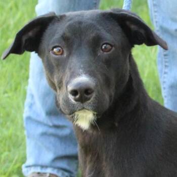 Scout -  Terrier and Labrador Retriever Dog for Adoption in Eaton, Ohio - Scout | PetCurious