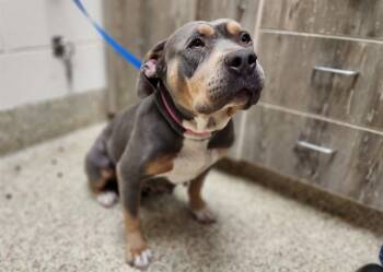 Rescue Pit Bull Terrier Dogs for Adoption in Colorado Springs, Colorado - HOUSE HIPPO | PetCurious