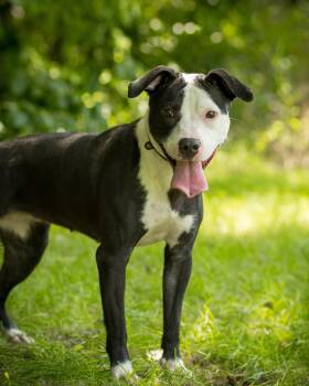 HAZE (0026) -  Pit Bull Terrier Dog for Adoption in Bridgeport, Connecticut - HAZE (0026) | PetCurious