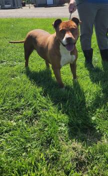 Dixie 198-26 -  Pit Bull Terrier Dog for Adoption in Cambridge, Ohio - Dixie 198-26 | PetCurious