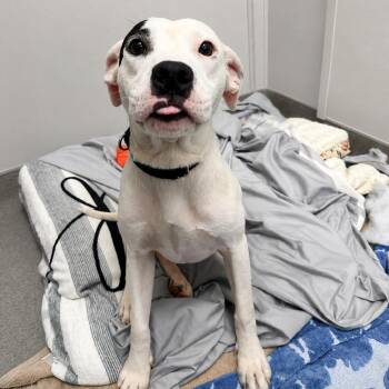 Hoppy -  Labrador Retriever and Mixed Breed Dog for Adoption in Jupiter, Florida - Hoppy | PetCurious