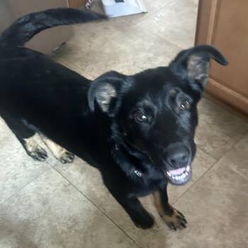 Bolt -  German Shepherd Dog Dog for Adoption in Minneapolis, Minnesota - Bolt | PetCurious