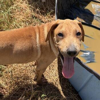 Winnie -  Rhodesian Ridgeback Dog for Adoption - Winnie | PetCurious