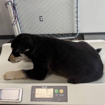 Fred -  Mixed Breed Dog for Adoption in Las Cruces, New Mexico - Fred | PetCurious