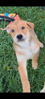 Yukon Gold -  Mixed Breed Dog for Adoption in Yorkville, Illinois - Yukon Gold | PetCurious