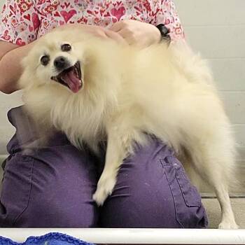 Oso -  Mixed Breed Dog Available for Adoption in Pittsburgh, Pennsylvania - Oso | PetCurious