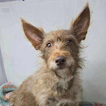 FOSTER NEEDED - Juniper -  Terrier and Mixed Breed Dog for Adoption - FOSTER NEEDED - Juniper | PetCurious