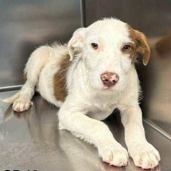 Terrier and Mixed Breed Dogs Available for Adoption - FOSTER OR FOSTER-TO-ADOPT NEEDED Quick Thinking | PetCurious