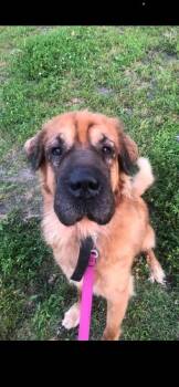 Dumpling -  Chow Chow Dog for Adoption in Shiloh, Illinois - Dumpling | PetCurious