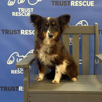 MONACO -  Border Collie and Mixed Breed Dog for Adoption in Waterford, New Jersey - MONACO | PetCurious