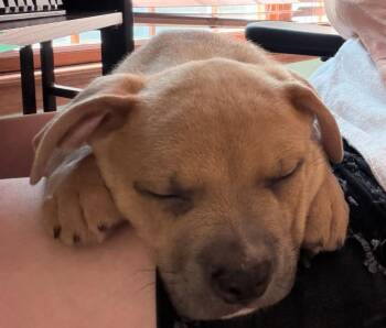 Rusty -  Black Mouth Cur and Staffordshire Bull Terrier Dog for Adoption in Columbia, Illinois - Rusty | PetCurious