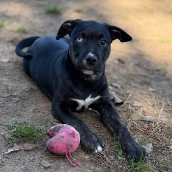 Labrador Retriever Dogs Available for Adoption - Betty | PetCurious