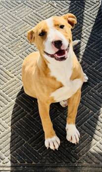 Terrier Dogs Available for Adoption - ZARA! | PetCurious