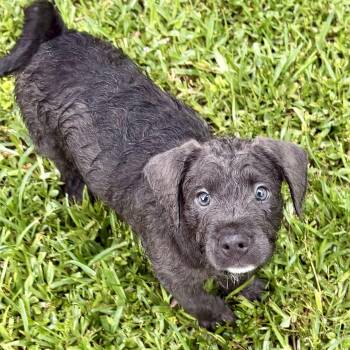 Gussie -  Terrier and Lhasa Apso Dog Available for Adoption in Homestead, Florida - Gussie | PetCurious