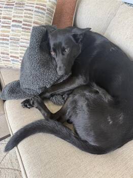 German Shepherd Dog Dogs Available for Adoption in Charlotte, North Carolina - LOBA | PetCurious