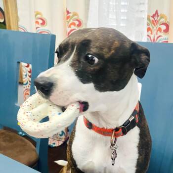 Terrier and Retriever Dogs Available for Adoption in Corpus Christi, Texas -  Florentina | PetCurious