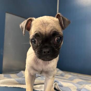 pugzilla -  Pug Dog for Adoption in Yuma, Arizona - Pugzilla | PetCurious