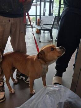 Mixed Breed Dogs Available for Adoption in West Chester, Pennsylvania - Graham Cracker | PetCurious