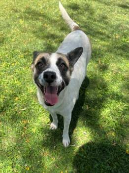 Terrier and Mixed Breed Dogs Available for Adoption in Riverside, California - SHORTCAKE | PetCurious