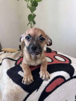 Rescue Terrier and Yorkshire Terrier Dogs for Adoption in Mission Viejo, California - Calyx | PetCurious