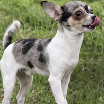 Jasper -  Chihuahua Dog for Adoption in Hudson, Illinois - Jasper | PetCurious