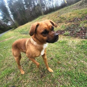 Pug Dogs Available for Adoption - Brooke | PetCurious