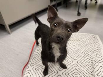 TARZAN -  Terrier and Mixed Breed Dog for Adoption in Colorado Springs, Colorado - TARZAN | PetCurious