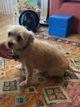 Gio/Giovanni -  Chihuahua and Yorkshire Terrier Dog for Adoption in Eureka, California - Gio/Giovanni | PetCurious