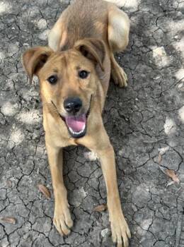 Louise -  Labrador Retriever and Mixed Breed Dog for Adoption in San Antonio, Texas - Louise | PetCurious