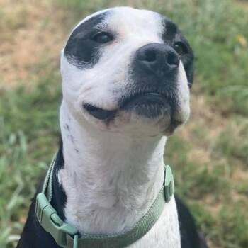 Rescue Terrier Dogs for Adoption in Franklin, Kentucky - MOO | PetCurious