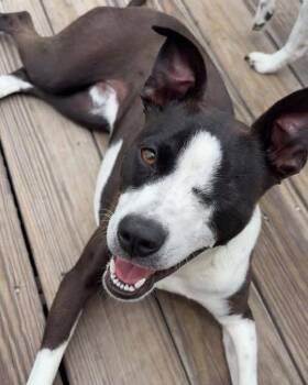 Terrier Dogs Available for Adoption in Grand Bay, Alabama - Scooby | PetCurious