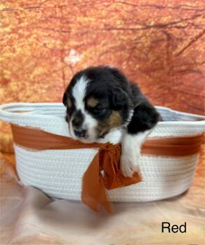 Wednesday -  Australian Shepherd Dog for Adoption in Newport, Maine - Wednesday | PetCurious
