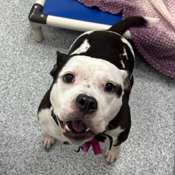 Mitzy -  American Staffordshire Terrier Dog for Adoption in Grand Rapids, Michigan - Mitzy | PetCurious