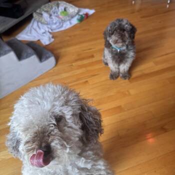 Harley -  Poodle and Golden Retriever Dog for Adoption in Skokie, Illinois - Harley | PetCurious