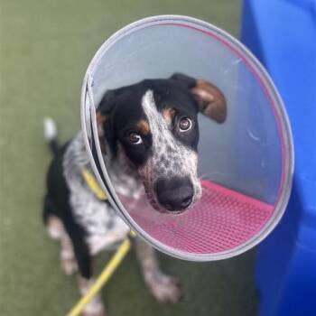 Buster -  Mixed Breed Dog for Adoption in Phoenix, Arizona - Buster | PetCurious