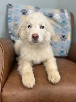 Great Pyrenees and Husky Dogs Available for Adoption - Artemis | PetCurious