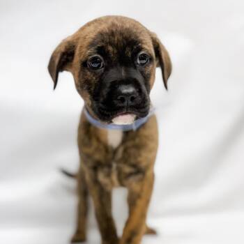 663 (2026) Mica -  Shepherd and Pit Bull Terrier Dog Available for Adoption in Parker, Colorado - 663 (2026) Mica | PetCurious