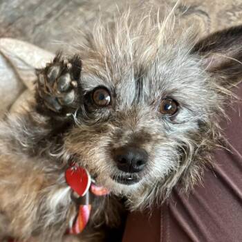 Yorkshire Terrier Dogs Available for Adoption - Spicy Parsnip | PetCurious