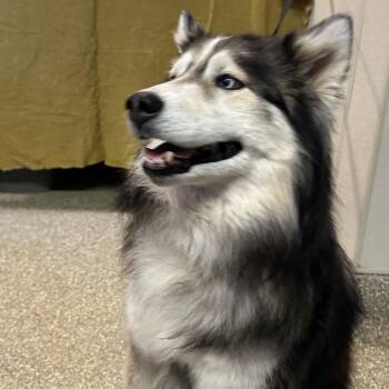 Shepherd -  Siberian Husky Dog for Adoption in San Gabriel, California - Shepherd | PetCurious