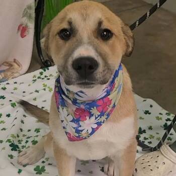 Great Pyrenees Dogs Available for Adoption - Lily | PetCurious