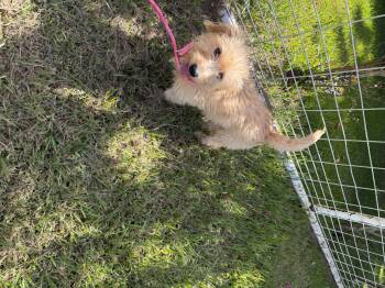 Myra -  Norfolk Terrier Dog for Adoption in Louise, Texas - Myra | PetCurious