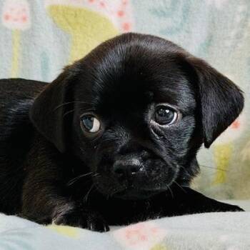 Chihuahua Dogs Available for Adoption in Williston, Florida - Phoebe | PetCurious