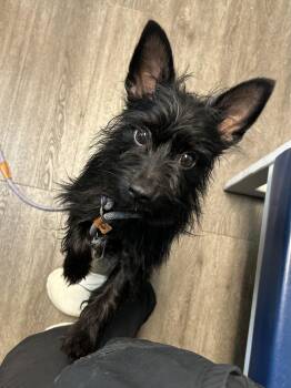 Rescue Scottish Terrier Dogs for Adoption in West Falls, New York - Mickey | PetCurious