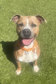 Rescue Mixed Breed Dogs for Adoption in Savannah, Georgia - Beauty | PetCurious
