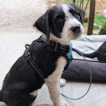 Standard Poodle and Mixed Breed Dogs Available for Adoption - Linus | PetCurious