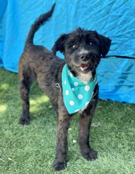 Poodle Dogs Available for Adoption in Rowland Heights, California - Walter | PetCurious
