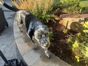 Hazel -  Australian Cattle Dog Blue Heeler and Pit Bull Terrier Dog for Adoption in Lafayette, Colorado - Hazel | PetCurious