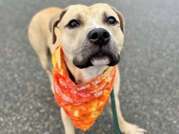 ATTICUS -  Pit Bull Terrier Dog for Adoption in Charlotte, North Carolina - ATTICUS | PetCurious