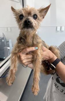 Pen 222 -  Yorkshire Terrier Dog for Adoption in Lawrenceville, Georgia - Pen 222 | PetCurious